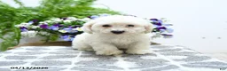Bichon Frise dogs for sale: Chastity - Ad 4