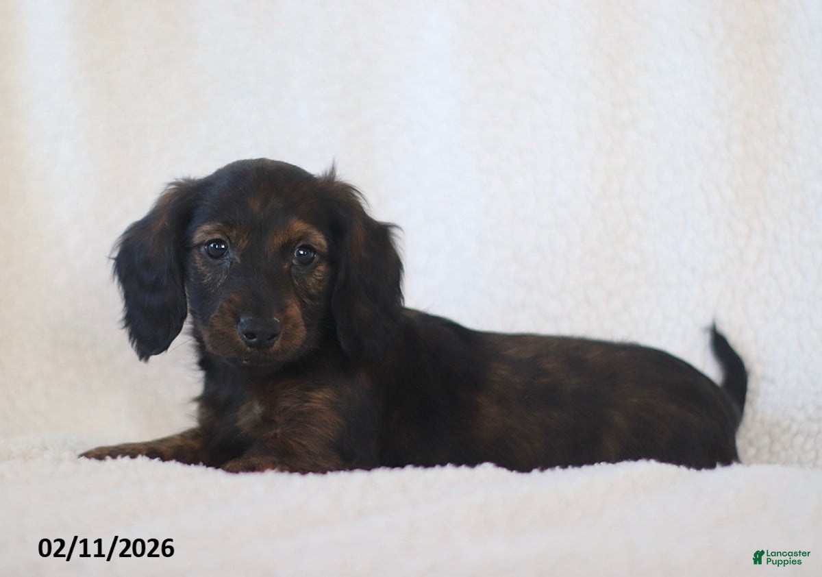 Miniature Dachshund dogs Ladino - Ad 42
