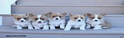 Welsh Corgi Pembroke dogs for sale: Penny - Ad 5