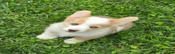 Welsh Corgi Pembroke dogs for sale: Beautiful Bentley  - Ad 21