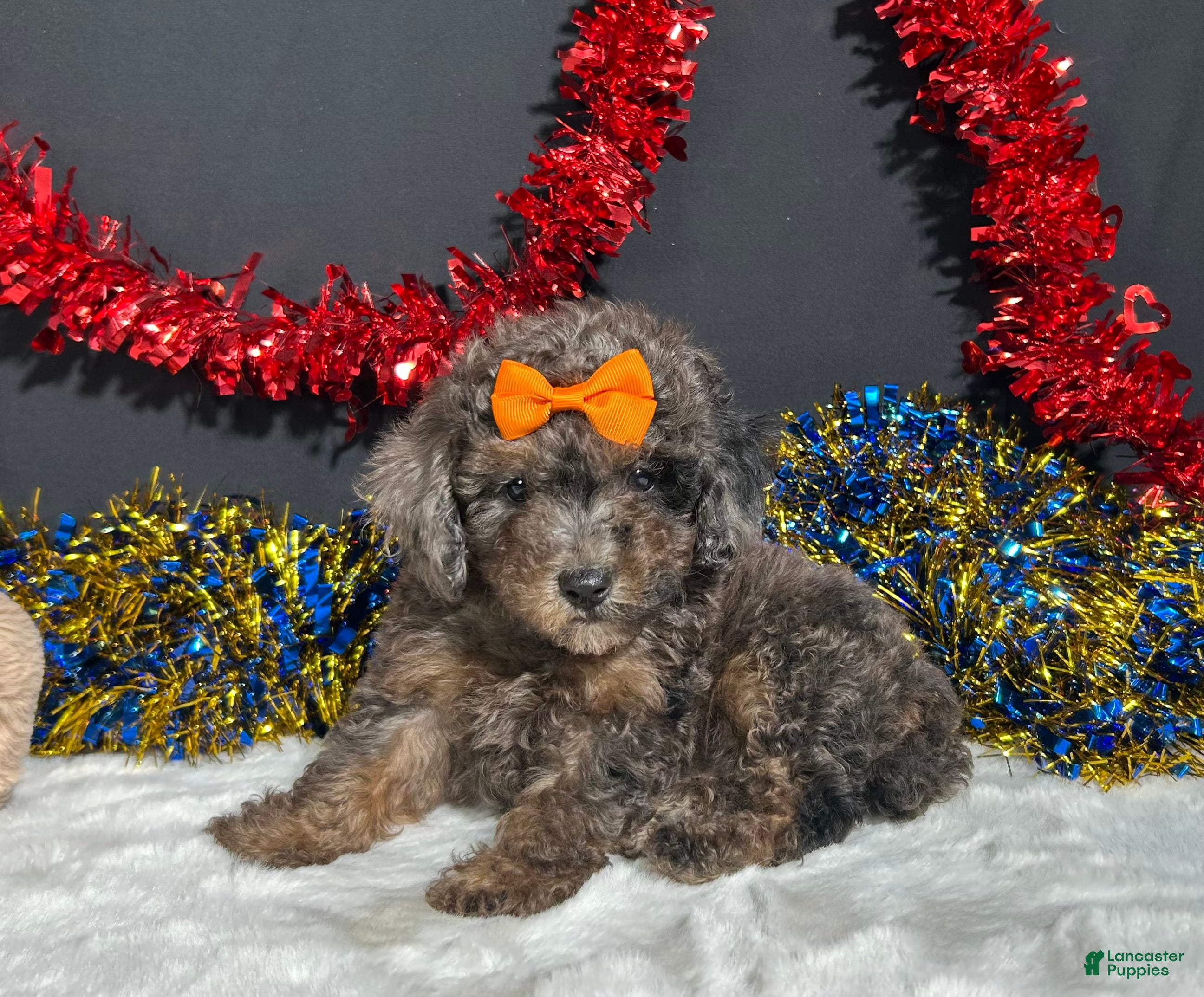 Miniature Poodle dogs Pluto - Ad 18