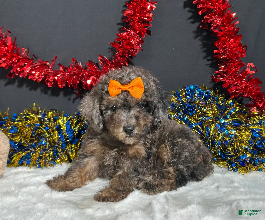 Miniature Poodle dogs for sale: Pluto - Ad 1