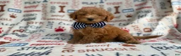 Mini Goldendoodle dogs for sale: Luke - Ad 5