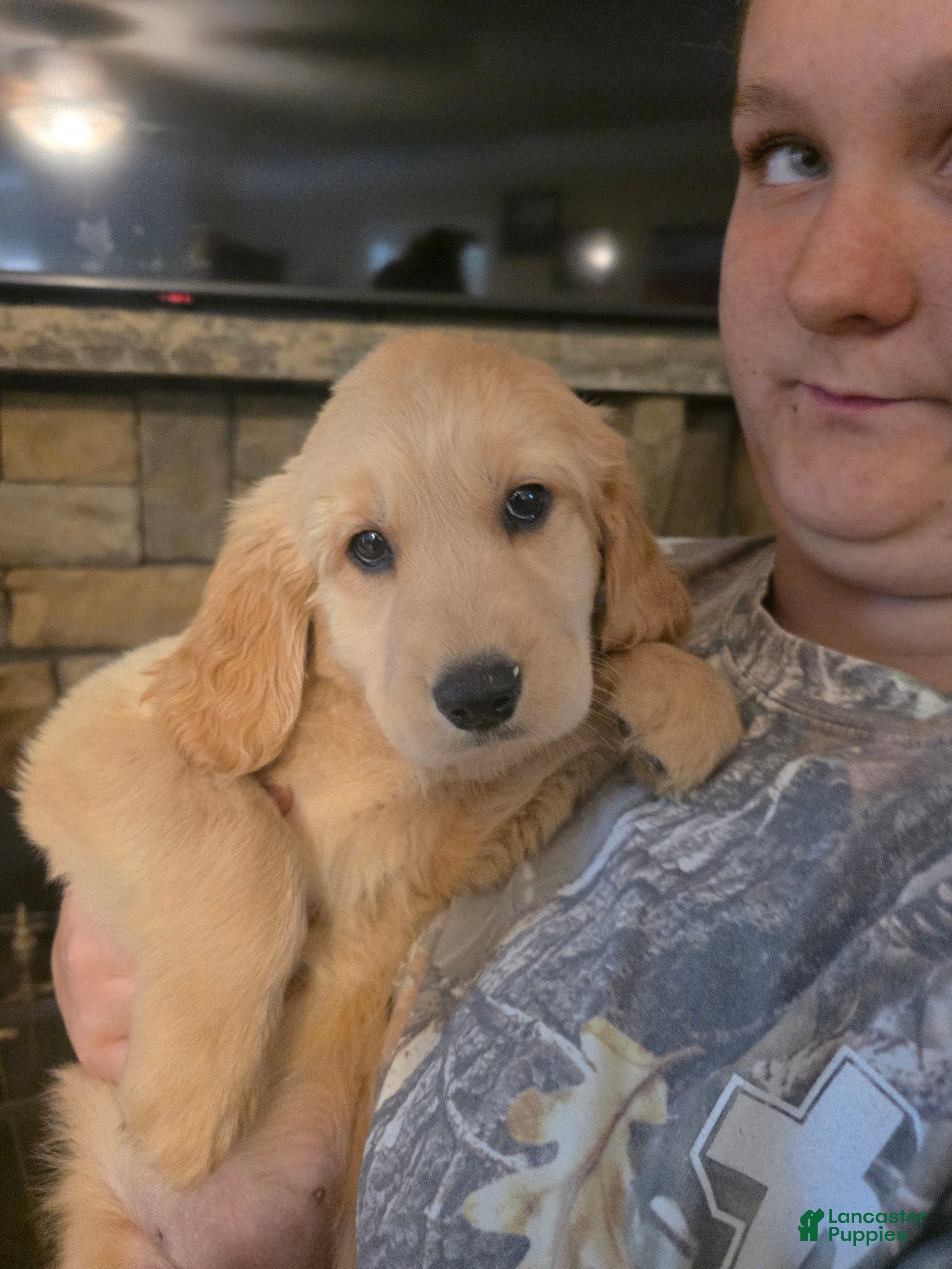 Golden Retriever dogs Cali (gray) - Ad 42