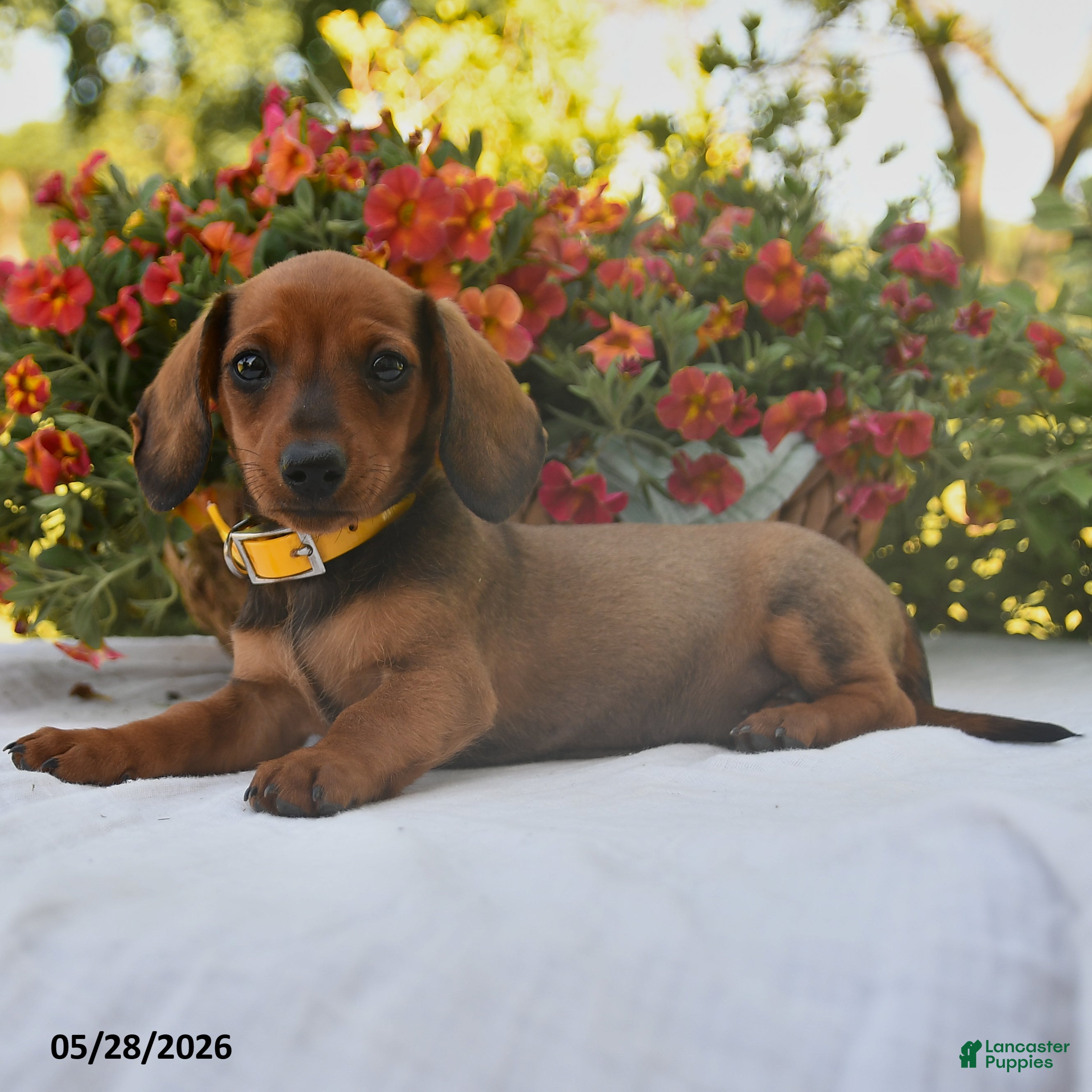 Dachshund dogs Buddy - Ad 2