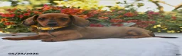 Dachshund dogs for sale: Buddy - Ad 2