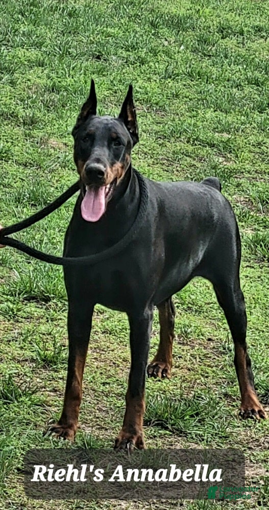 Doberman Pinscher dogs DEUCE - Ad 2