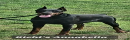 Doberman Pinscher dogs for sale: STETSON  - Ad 2