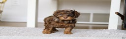 Cockapoo dogs for sale: Angela - Ad 10