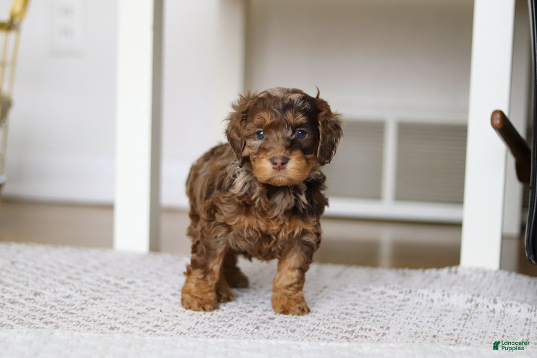 Cockapoo dogs for sale: Angela - Ad 10