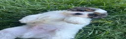Mixed Breed dogs for sale: Blue Munchkin Bernedoodle  - Ad 5