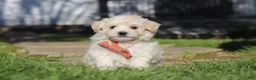 Maltipoo dogs for sale: Elliot - Ad 4