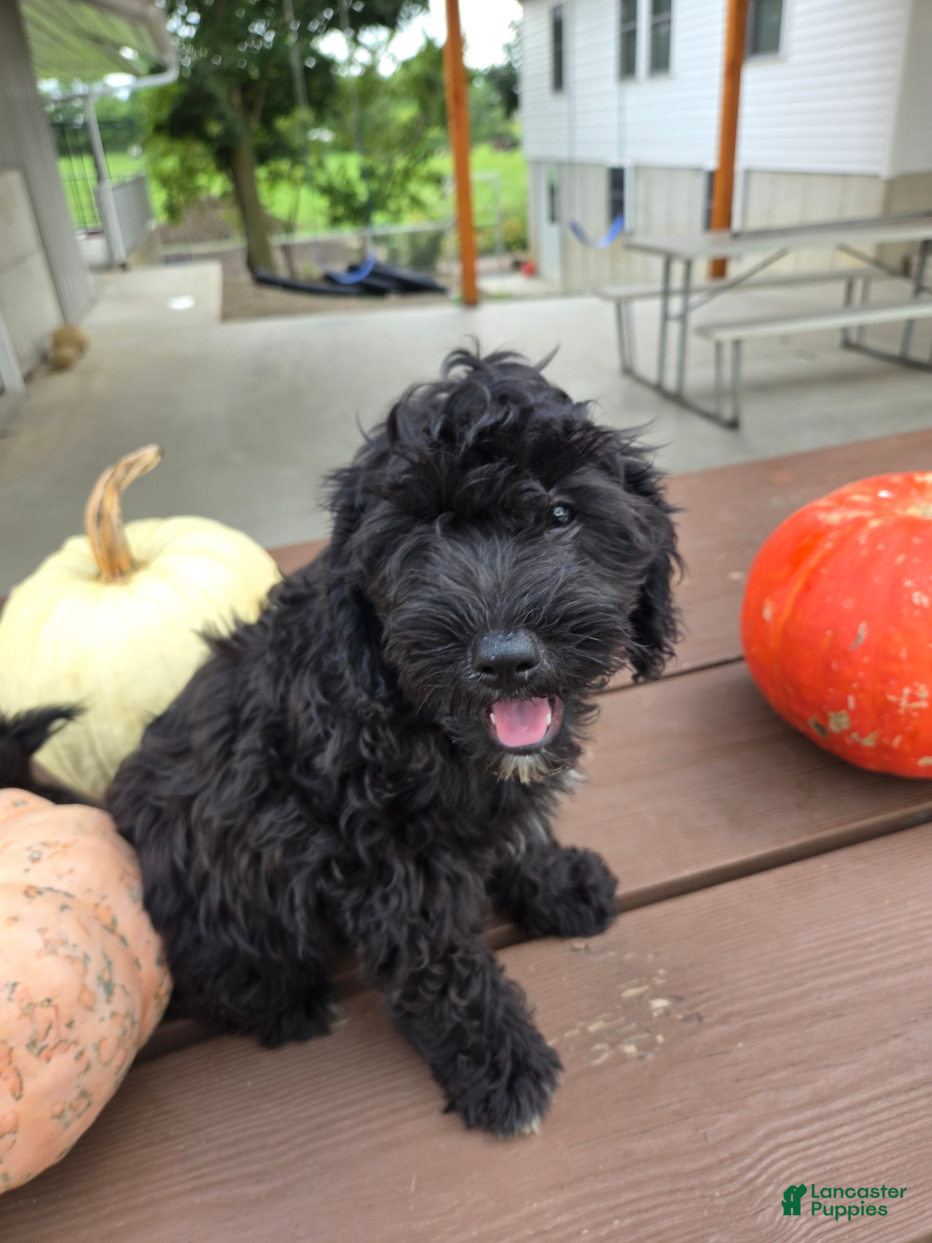 Cavapoo dogs Winston - Ad 1