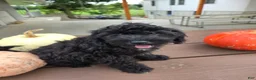 Cavapoo dogs for sale: Winston - Ad 1