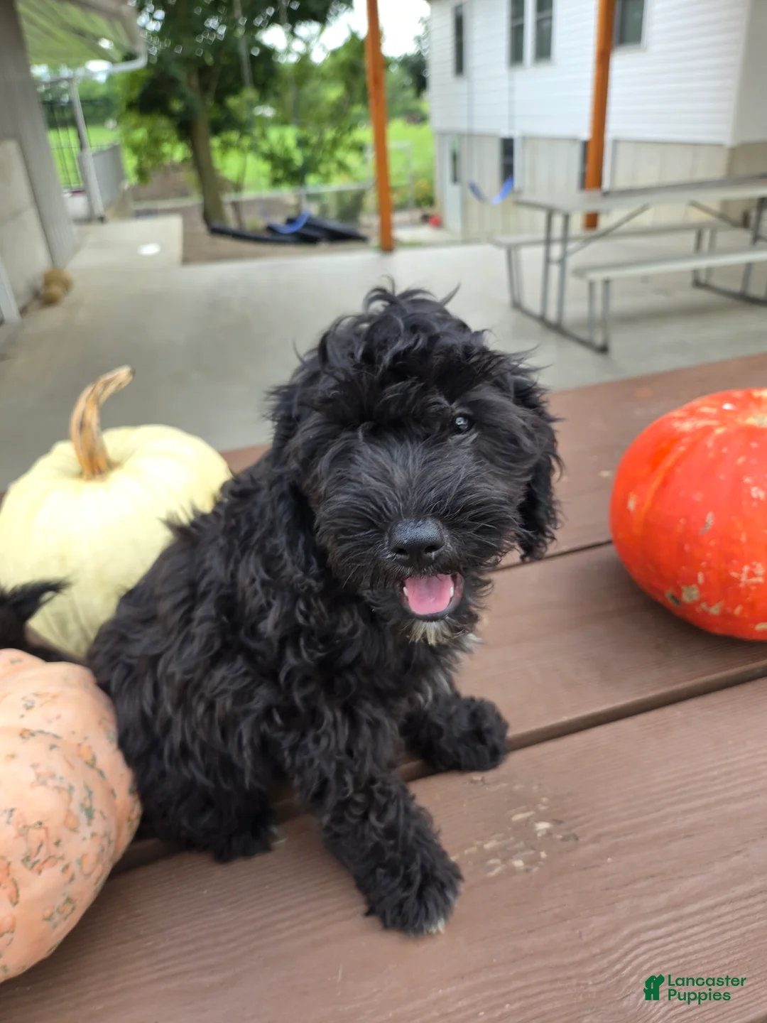 Cavapoo dogs for sale: Winston - Ad 1