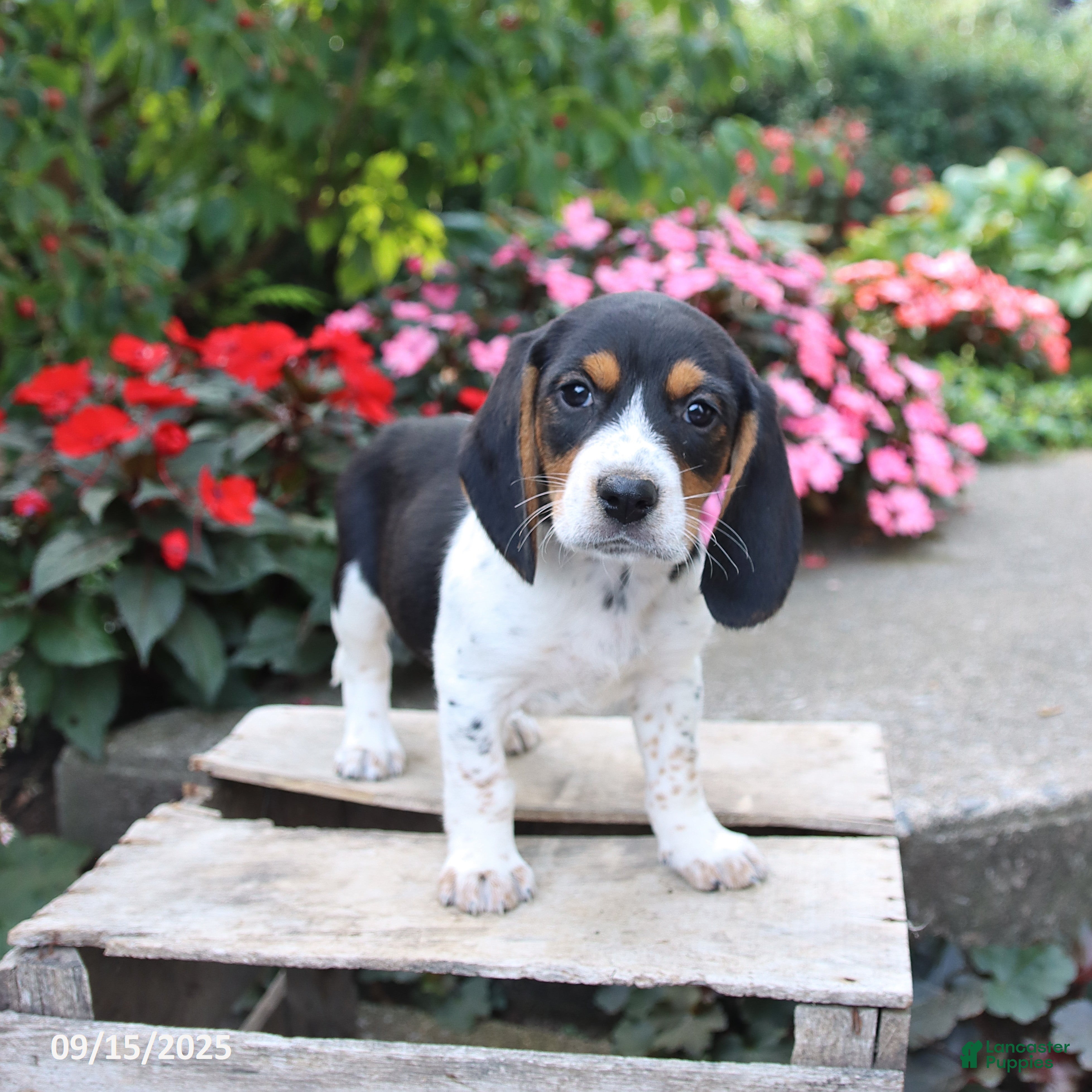 Bagle Hound Mix Half Basset Hound Half Beagle German Shepherd