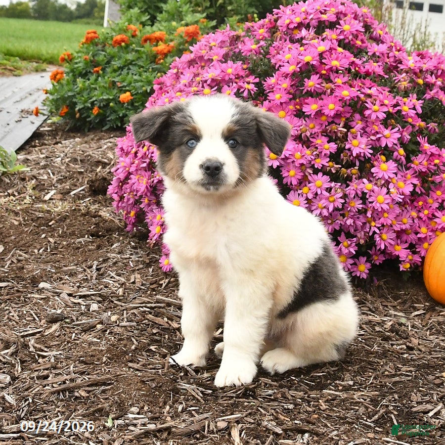 Miniature Australian Shepherd dogs Joey - Ad 2