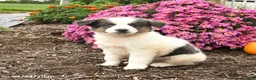 Miniature Australian Shepherd dogs for sale: Joey - Ad 2