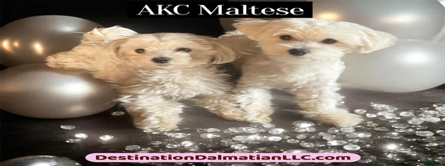@MiraclesWithPaws
