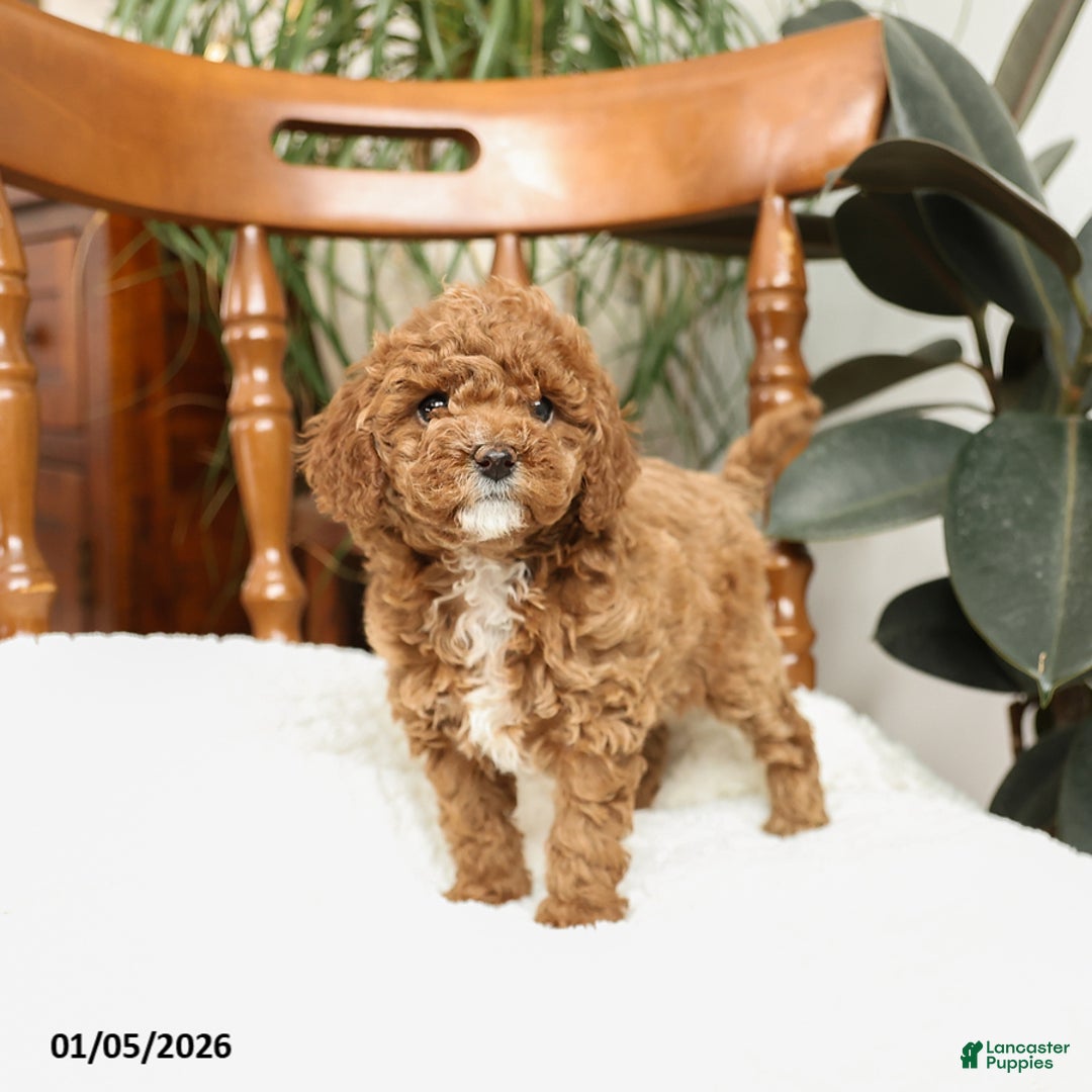 Mini Goldendoodle dogs for sale: Cindy - Ad 3