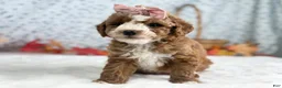Mini Goldendoodle dogs for sale: Raichel - Ad 5