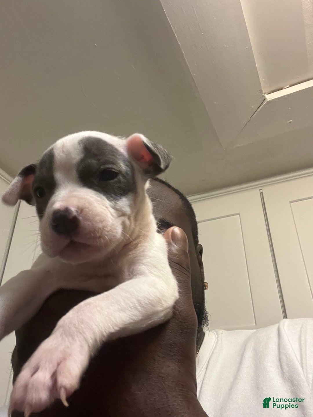 American Staffordshire Terrier dogs for sale: American Staffordshire Terrier Puppy 3 - Ad 2
