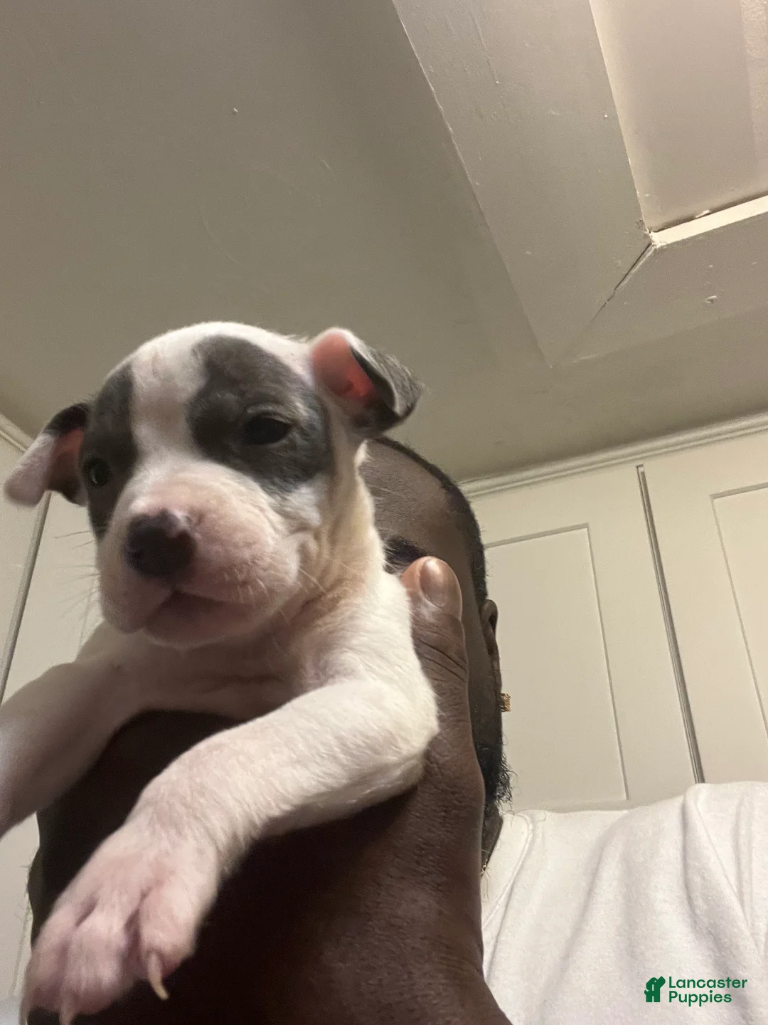 American Staffordshire Terrier dogs for sale: American Staffordshire Terrier Puppy 3 - Ad 2