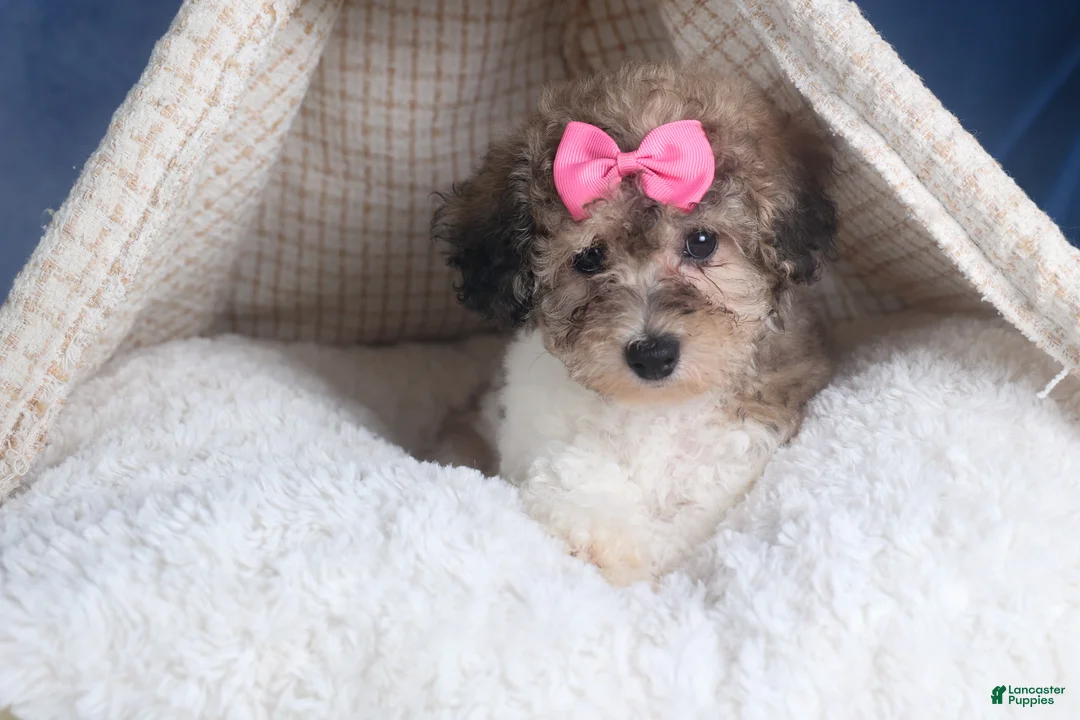 Bichpoo dogs for sale: Sweetheart - Ad 16