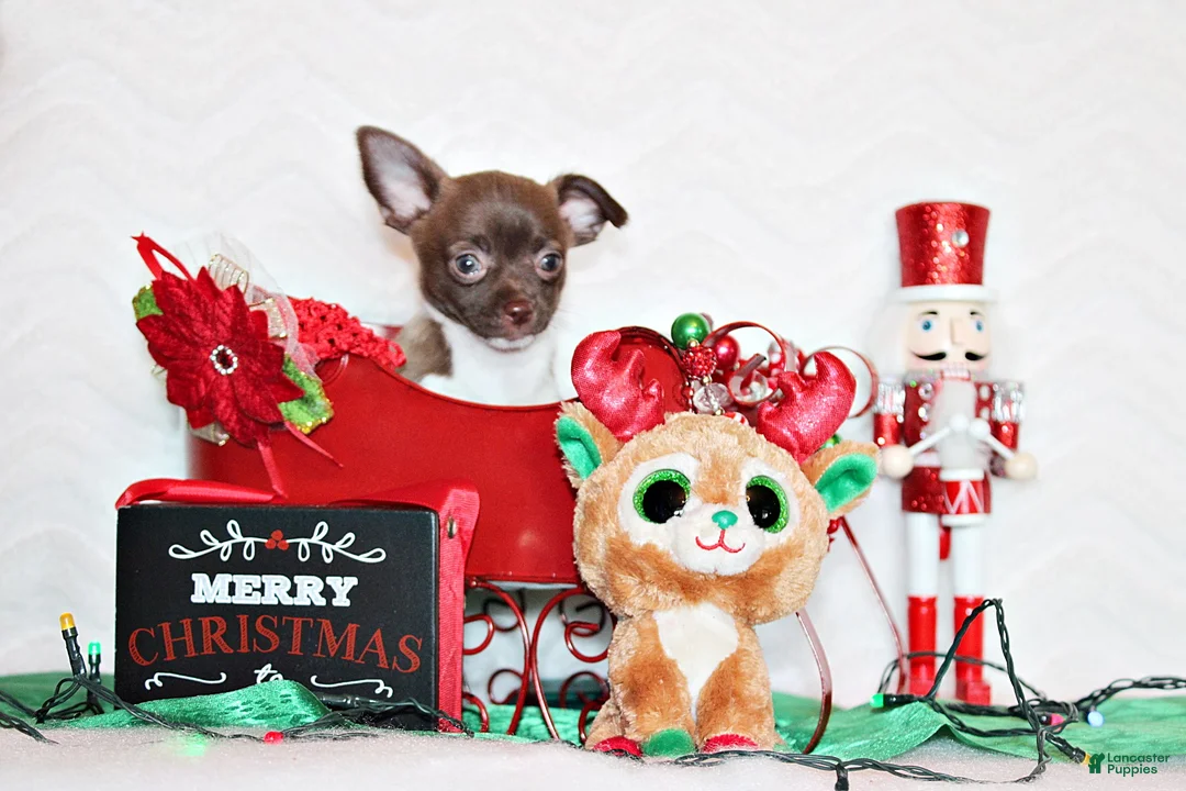 Chihuahua dogs for sale: Zebediah - Ad 3