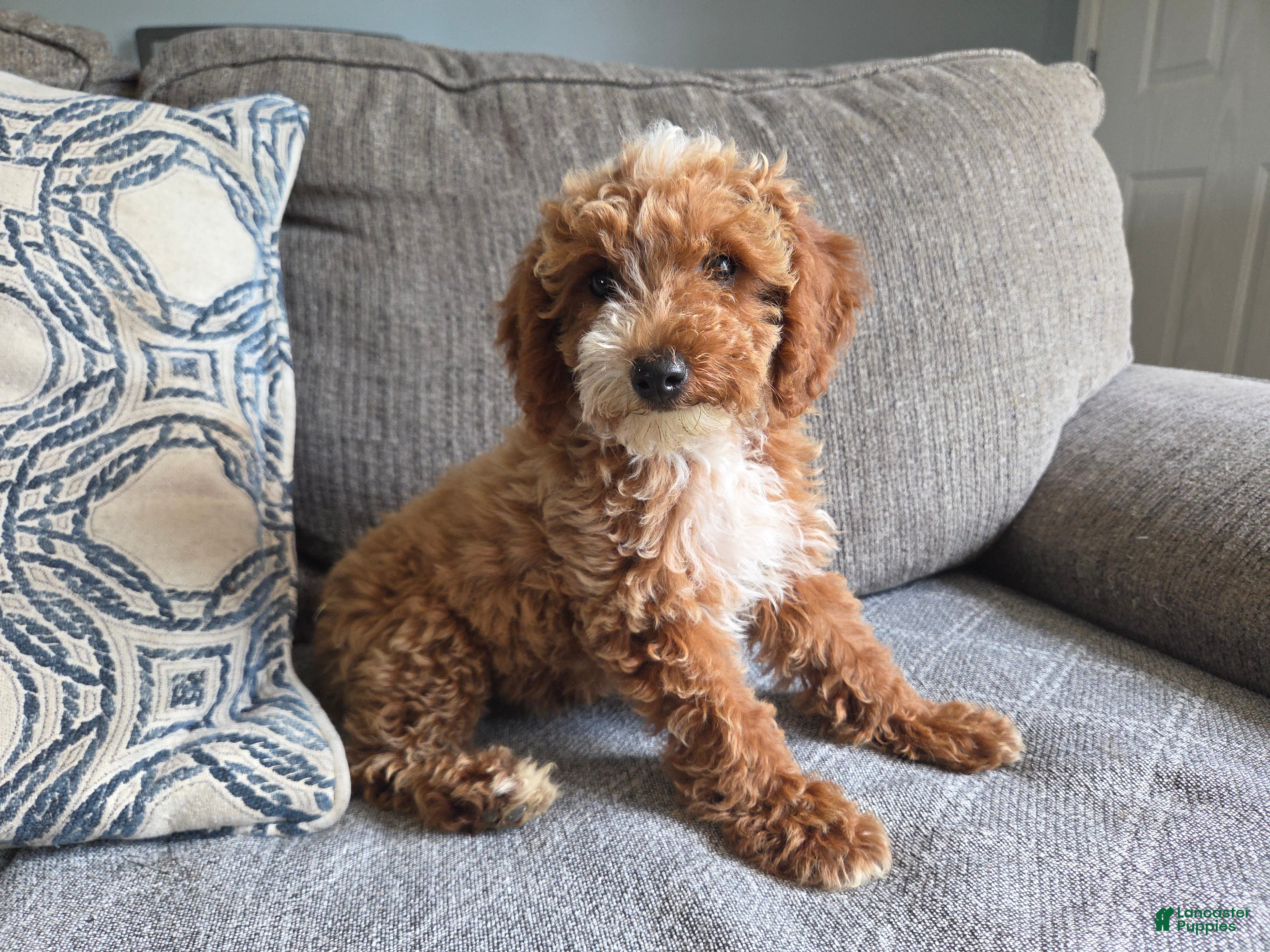 Miniature Poodle dogs Miniature Poodle Puppy 2 - Ad 17