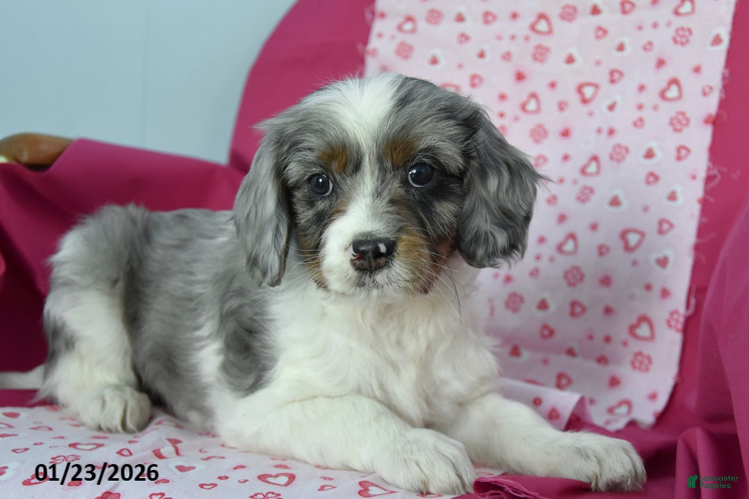 Cavapoo dogs for sale: Randy - Ad 2