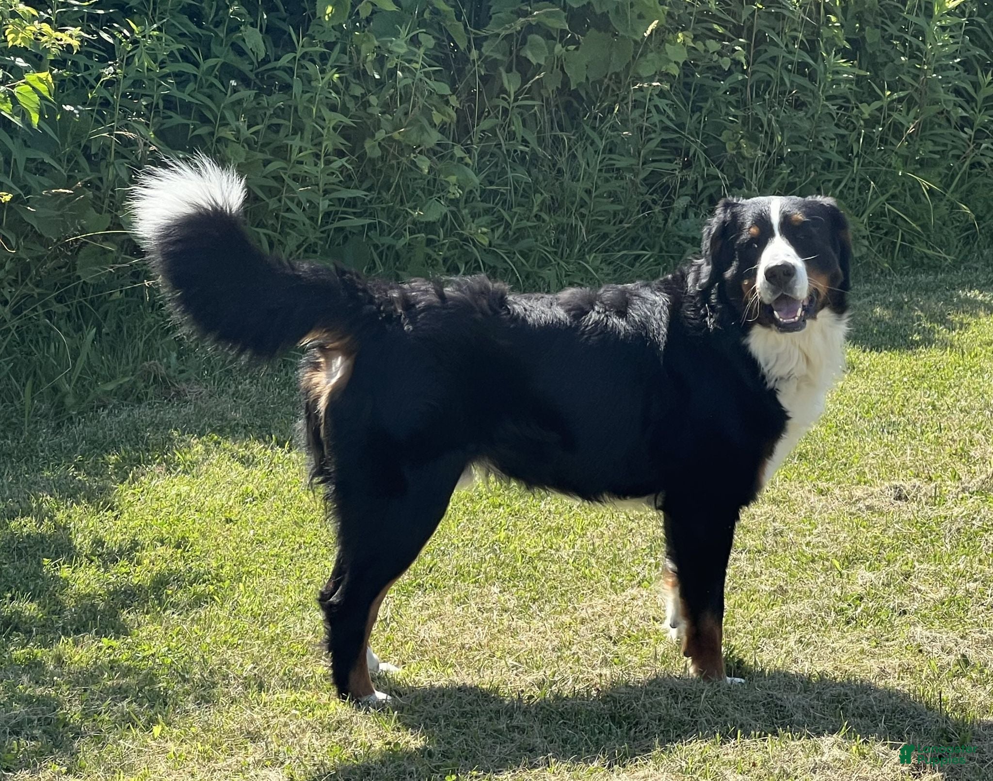 Bernese Mountain Dog dogs Gentry - Ad 22