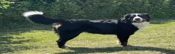 Bernese Mountain Dog dogs for sale: Duke - Ad 7