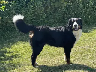 Bernese Mountain Dog dogs Gentry - Ad 22