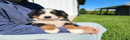 Bernese Mountain Dog dogs for sale: Charlie  - Ad 4