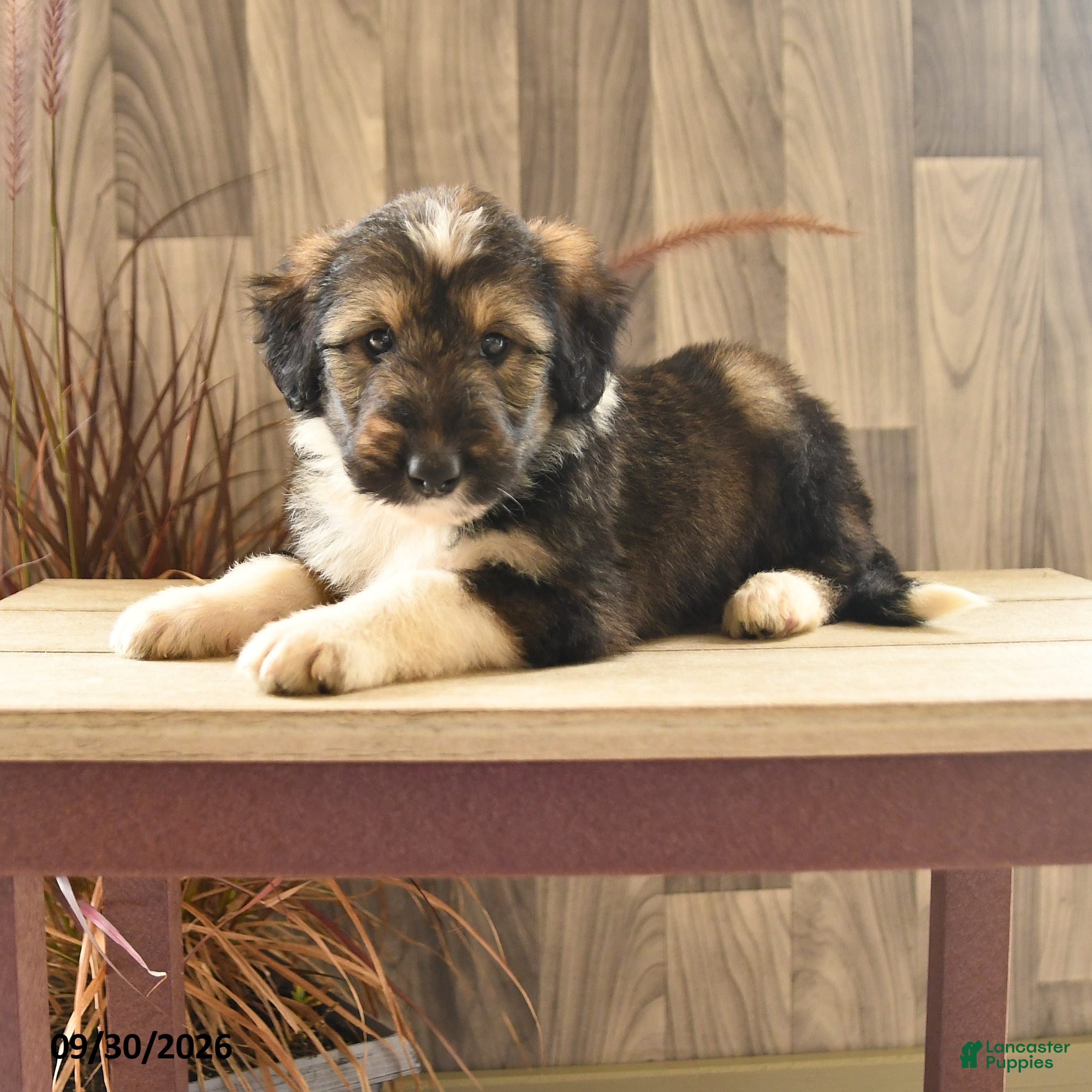 Mixed Breed dogs Tinker - Ad 1