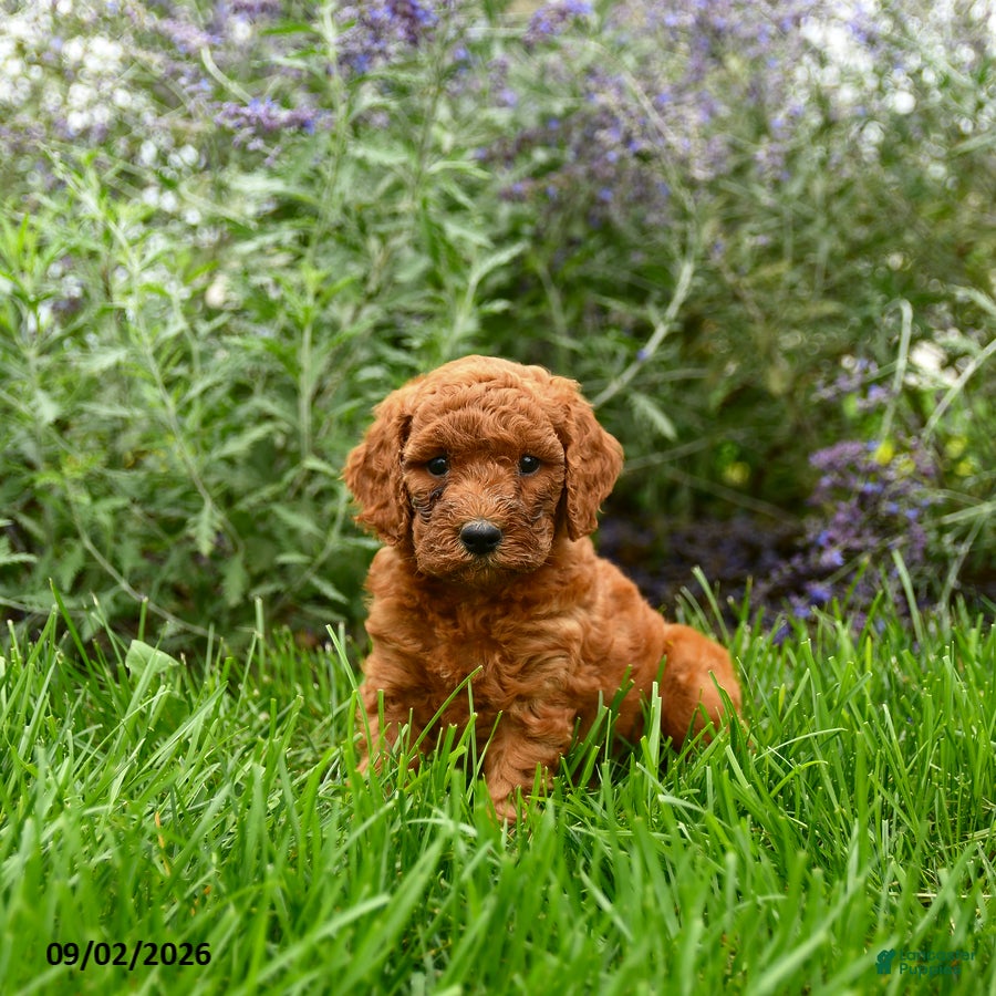 Miniature Poodle dogs for sale: Teddy - Ad 4