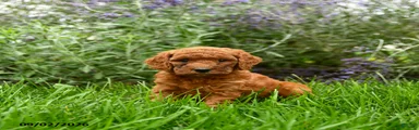 Teddy