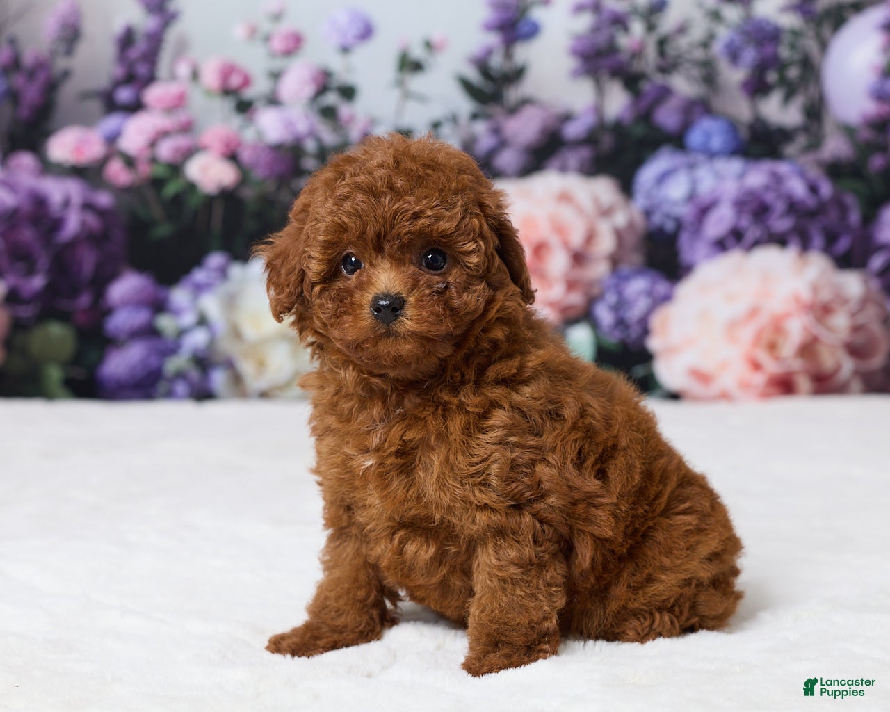Miniature Poodle dogs Zoey - Ad 2