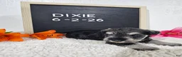 Miniature Schnauzer dogs for sale: Dixie - Ad 3