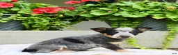 Australian Cattle Dog dogs for sale: Callie - Ad 6