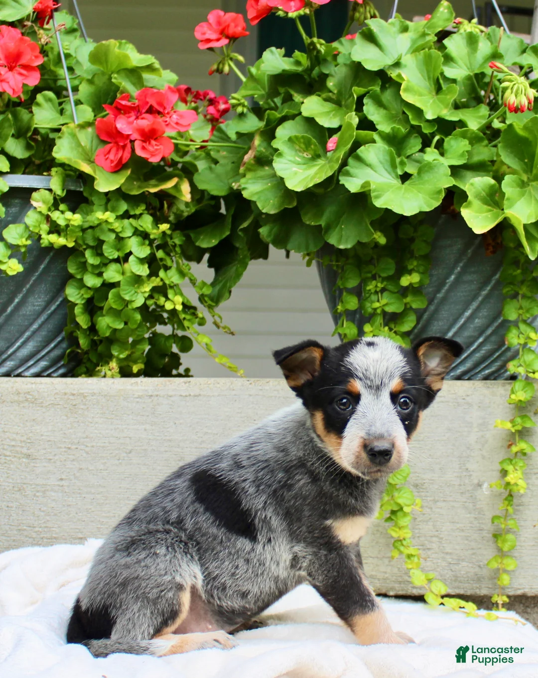 Australian Cattle Dog dogs for sale: Callie - Ad 6