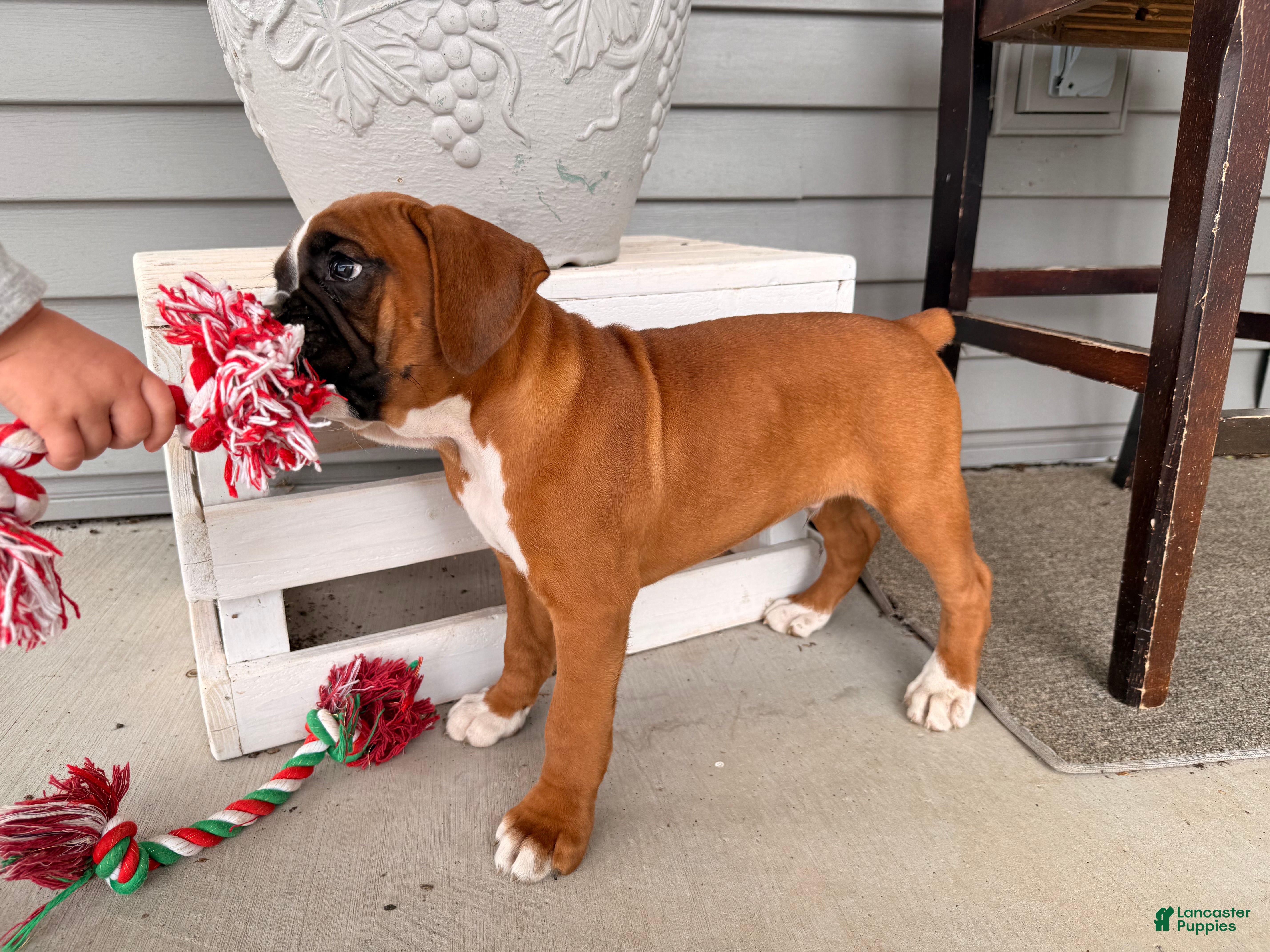 Boxer dogs  Ethan - Ad 2