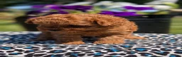 Toy Poodle dogs for sale: Max - Ad 10