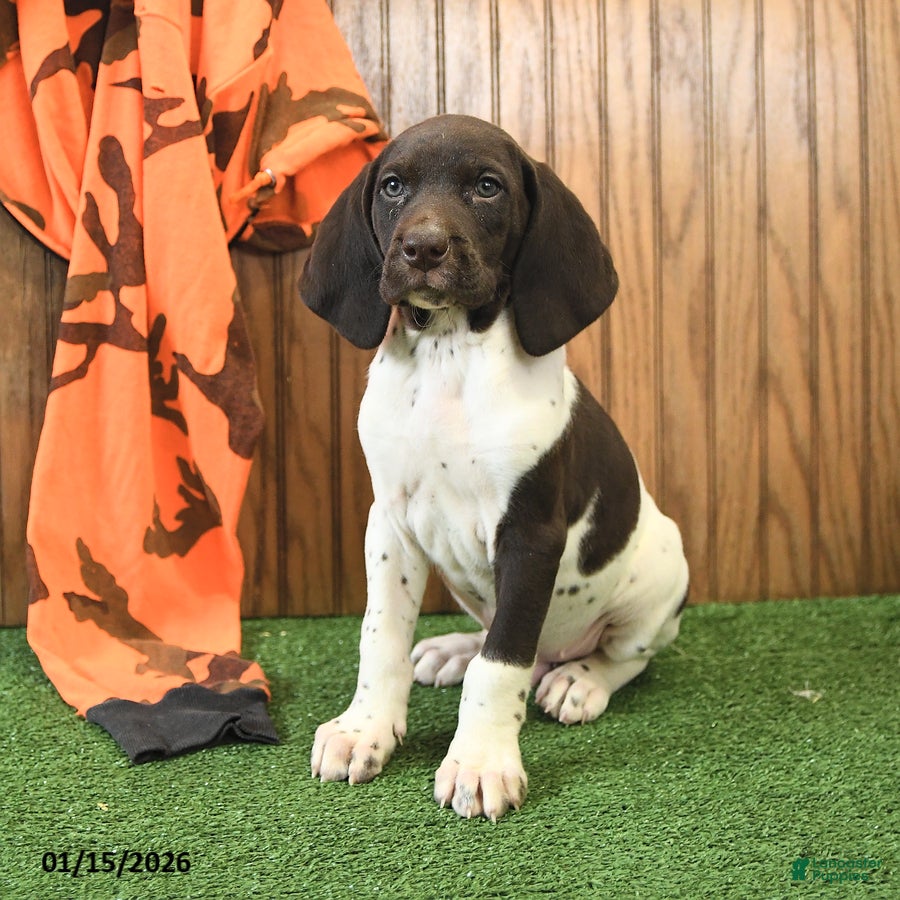 German Shorthaired Pointer dogs Carson - Ad 7