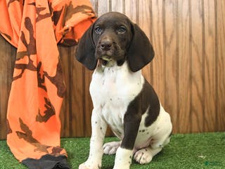 German Shorthaired Pointer dogs Carson - Ad 4