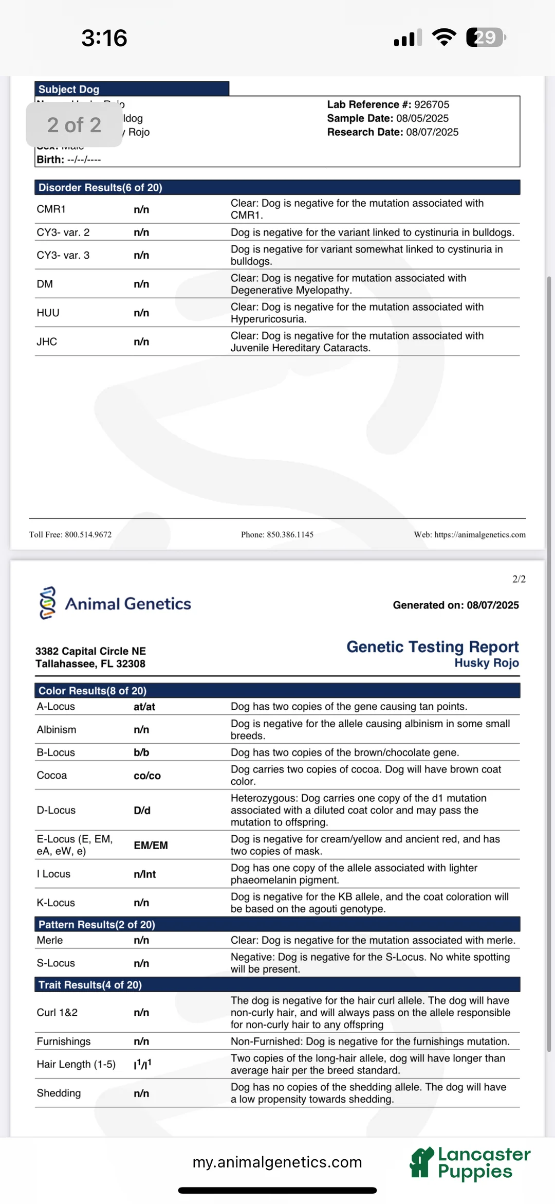 French Bulldog dogs for stud: Pablo Escobar - Ad 2
