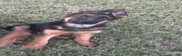 German Shepherd dogs for sale: Ziggie - Ad 2