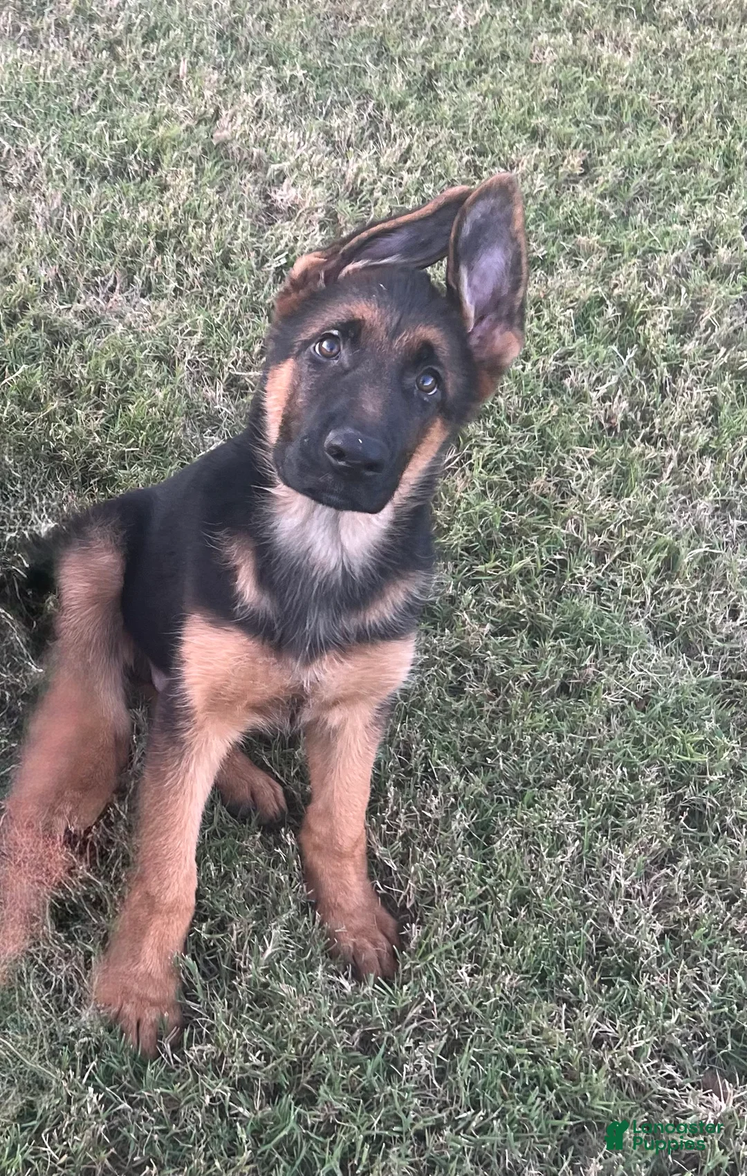 German Shepherd dogs for sale: Ziggie - Ad 2