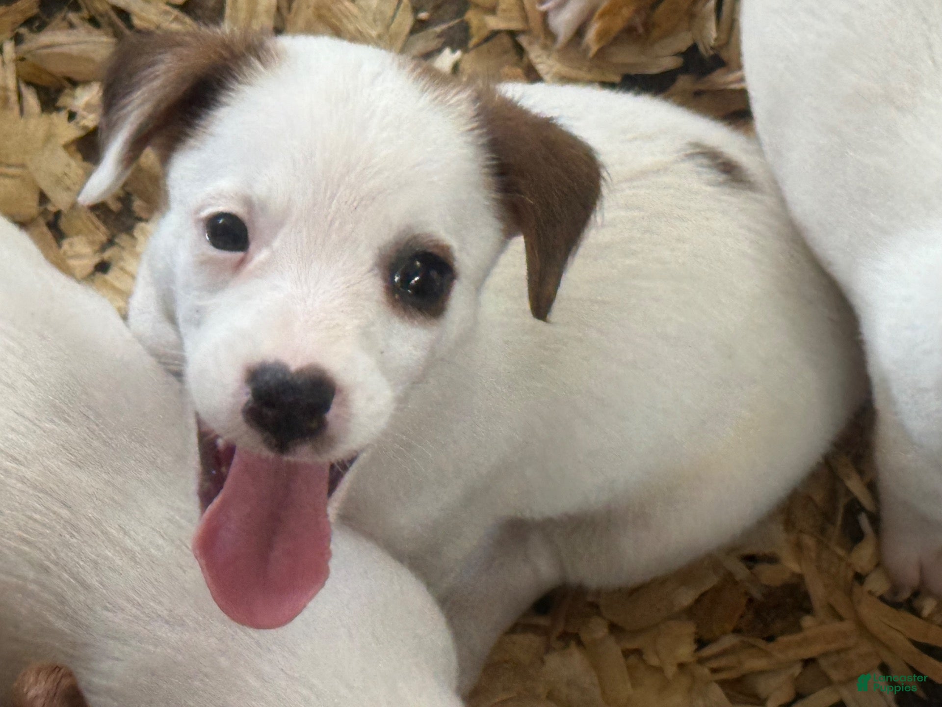 Jack Russell Terrier dogs Jack Russell Terrier 5 - Ad 40